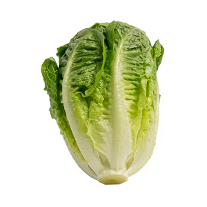 Baby Cos Lettuce