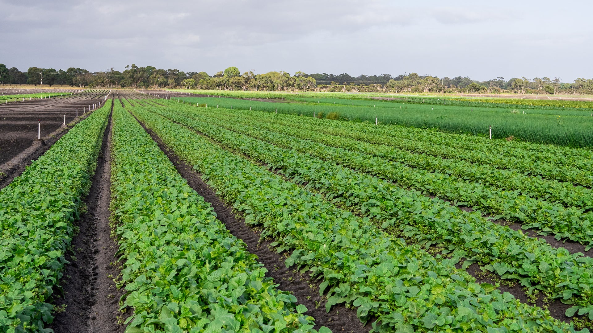 2.4 billion kgs of Produce Never Leaves the Farm.  Find Out Why.