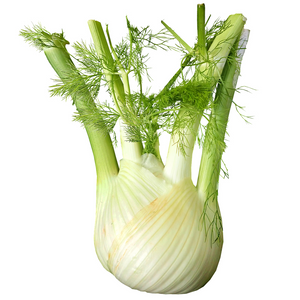 Fennel