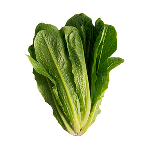 Midi Cos Lettuce