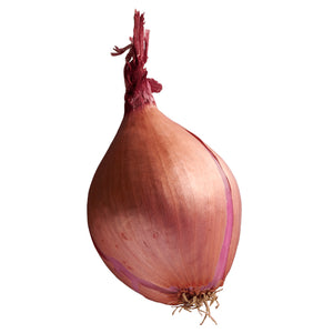 Shallot