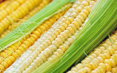 Corn: Widely Used, Widely Rejected